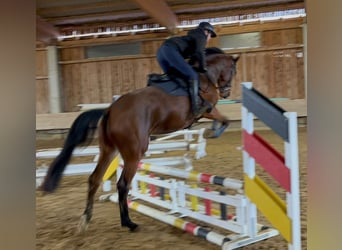 KWPN, Mare, 3 years, 16,1 hh, Bay-Dark