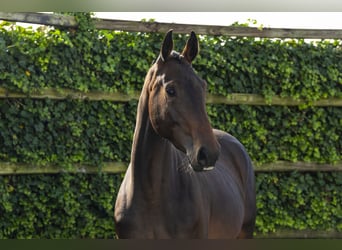 KWPN, Mare, 3 years, 16,1 hh, Bay-Dark