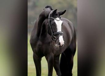 KWPN, Mare, 3 years, 16,1 hh, Black