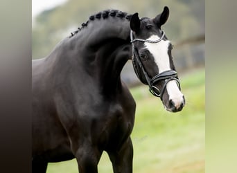 KWPN, Mare, 3 years, 16,1 hh, Black