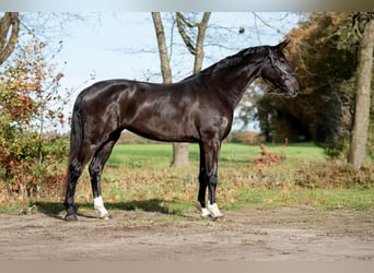 KWPN, Mare, 3 years, 16,1 hh, Black