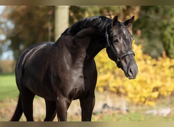KWPN, Mare, 3 years, 16,1 hh, Black