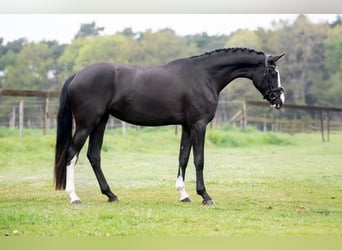 KWPN, Mare, 3 years, 16,1 hh, Black