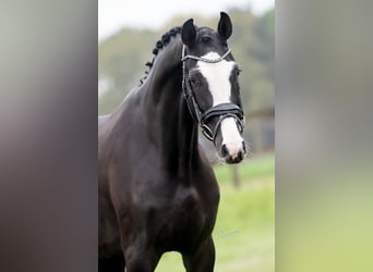 KWPN, Mare, 3 years, 16,1 hh, Black