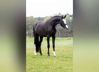 KWPN, Mare, 3 years, 16,1 hh, Black