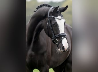 KWPN, Mare, 3 years, 16,1 hh, Black