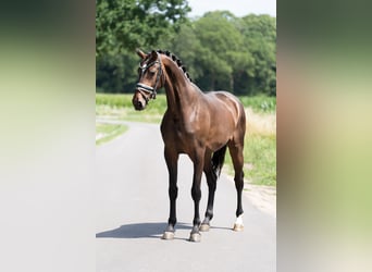 KWPN, Mare, 3 years, 16,1 hh, Brown
