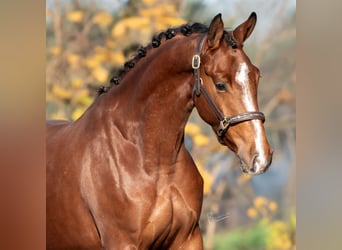 KWPN, Mare, 3 years, 16,1 hh, Brown