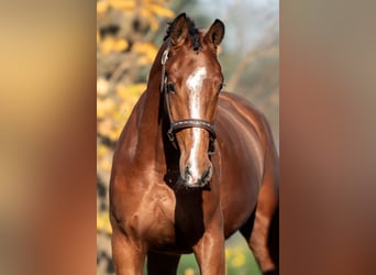 KWPN, Mare, 3 years, 16,1 hh, Brown