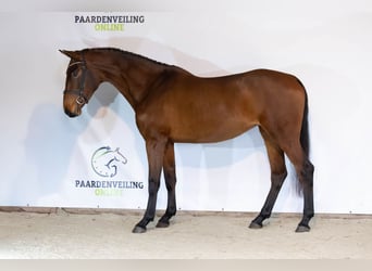 KWPN, Mare, 3 years, 16,1 hh, Brown