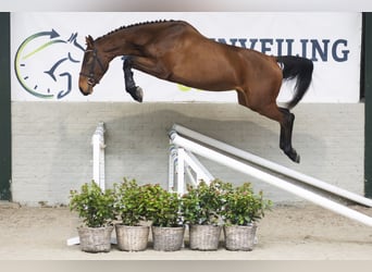 KWPN, Mare, 3 years, 16,1 hh, Brown