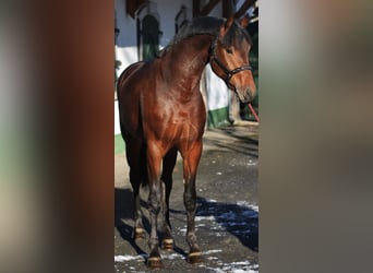 KWPN, Mare, 3 years, 16,1 hh, Brown