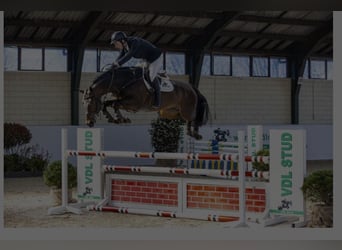 KWPN, Mare, 3 years, 16,1 hh, Brown