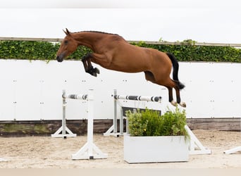 KWPN, Mare, 3 years, 16,1 hh, Brown