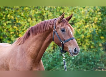 KWPN, Mare, 3 years, 16,1 hh, Chestnut-Red