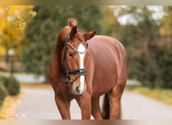 KWPN, Mare, 3 years, 16,1 hh, Chestnut-Red