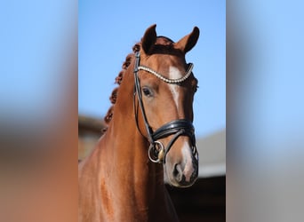 KWPN, Mare, 3 years, 16,1 hh, Chestnut-Red