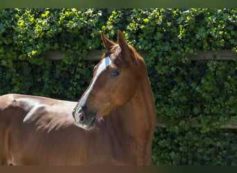 KWPN, Mare, 3 years, 16,1 hh, Chestnut-Red