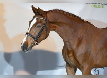 KWPN, Mare, 3 years, 16,1 hh, Chestnut