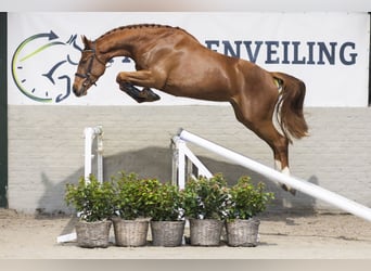 KWPN, Mare, 3 years, 16,1 hh, Chestnut