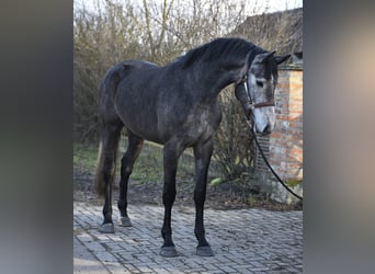 KWPN, Mare, 3 years, 16,1 hh, Grey