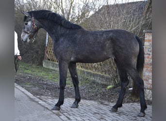 KWPN, Mare, 3 years, 16,1 hh, Grey
