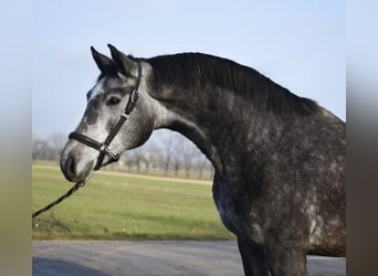 KWPN, Mare, 3 years, 16,1 hh, Grey