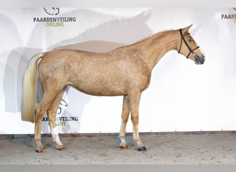 KWPN, Mare, 3 years, 16,1 hh, Palomino