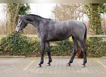 KWPN, Mare, 3 years, 16,1 hh