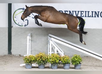 KWPN, Mare, 3 years, 16,1 hh