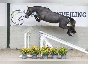 KWPN, Mare, 3 years, 16,1 hh