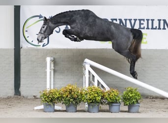 KWPN, Mare, 3 years, 16,1 hh