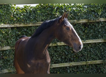 KWPN, Mare, 3 years, 16,1 hh