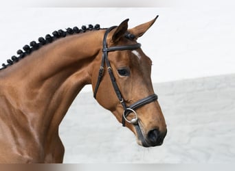 KWPN, Mare, 3 years, 16,1 hh