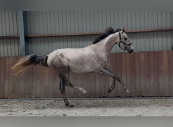 KWPN, Mare, 3 years, 16,1 hh, White