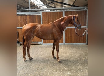 KWPN, Mare, 3 years, 16,2 hh, Chestnut-Red