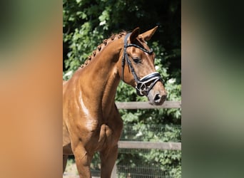 KWPN, Mare, 3 years, 16,2 hh, Chestnut-Red
