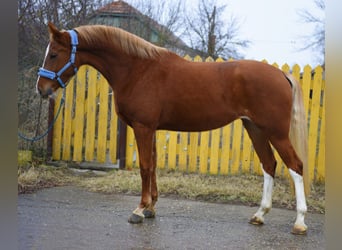 KWPN, Mare, 3 years, 16,2 hh, Chestnut-Red