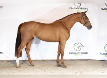 KWPN, Mare, 3 years, 16,2 hh, Chestnut