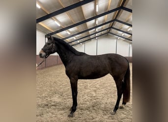 KWPN, Mare, 3 years, 16,2 hh, Grey