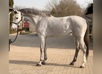 KWPN, Mare, 3 years, 16,2 hh, Grey