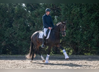 KWPN, Mare, 3 years, 16,2 hh, Smoky-Black