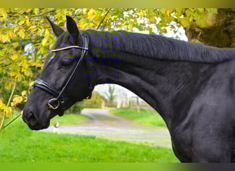 KWPN, Mare, 3 years, 16,3 hh, Black