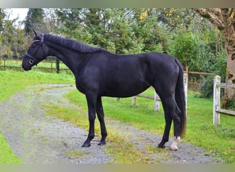 KWPN, Mare, 3 years, 16,3 hh, Black