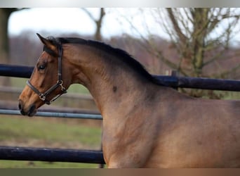 KWPN, Mare, 3 years, 16,3 hh, Brown