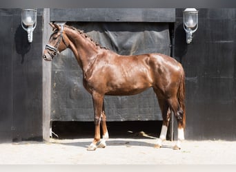 KWPN, Mare, 3 years, 16,3 hh, Chestnut