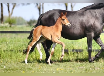 KWPN, Mare, 3 years, 17 hh, Brown