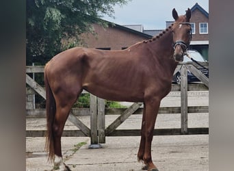 KWPN, Mare, 3 years, 17 hh, Chestnut-Red