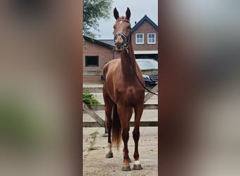 KWPN, Mare, 3 years, 17 hh, Chestnut-Red