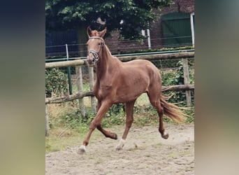 KWPN, Mare, 3 years, 17 hh, Chestnut-Red